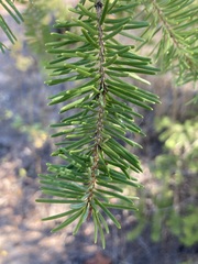 Pseudotsuga menziesii glauca