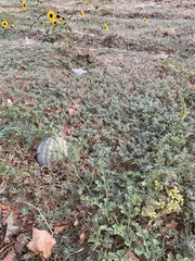 Magnoliopsida