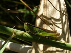Mecostethus parapleurus