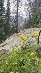 Thermopsis montana
