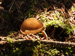 Helvella macropus