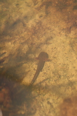 Caudata