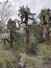 Opuntia galapageia