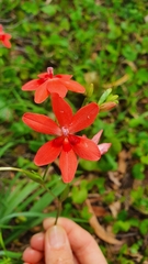 Freesia laxa