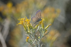 Plebejus melissa