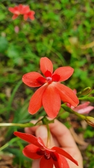Freesia laxa