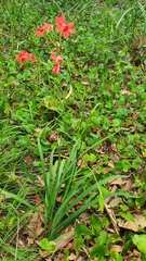 Freesia laxa