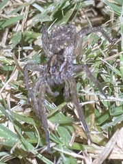 Tigrosa annexa