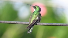 White-Throated Hummingbird photo 5