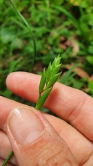 Freesia laxa