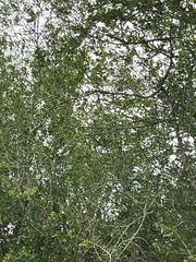 Cardinalis cardinalis
