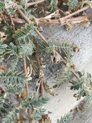 Tribulus terrestris