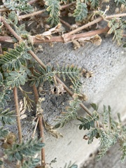 Tribulus terrestris