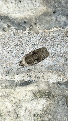 Agonopterix curvilineella