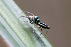 Cosmophasis micarioides