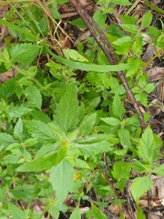Praxelis clematidea