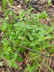 Praxelis clematidea