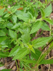 Praxelis clematidea