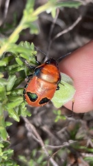 Choerocoris paganus