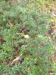 Acrotriche aggregata