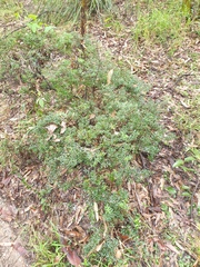 Acrotriche aggregata