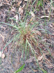 Themeda triandra