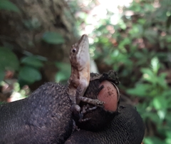 Anolis rodriguezii