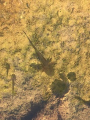 Caudata