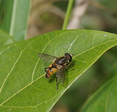 Mesembrius hilaris