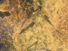 Caudata