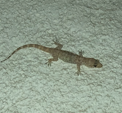 Hemidactylus turcicus