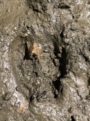 Odocoileus hemionus columbianus