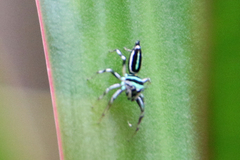 Cosmophasis micarioides