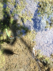 Caudata