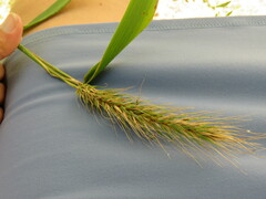 Elymus