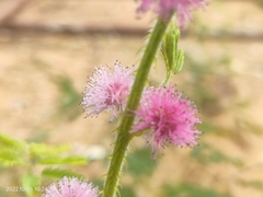 Mimosa diplotricha