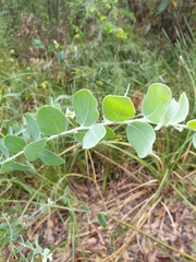 Acacia podalyriifolia