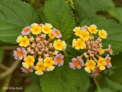 Lantana camara