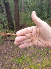 Cymbopogon refractus