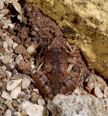 Microhyla