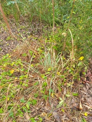 Cymbopogon refractus