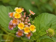 Lantana camara