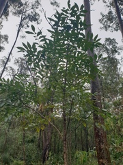 Flindersia australis