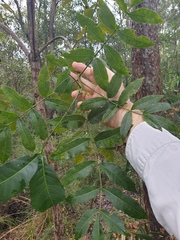 Flindersia australis