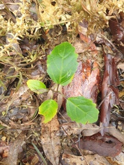 Clerodendrum tomentosum
