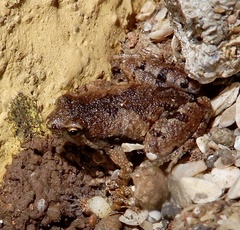 Microhyla