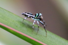 Cosmophasis micarioides
