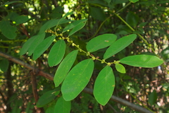 Bridelia tomentosa