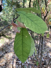 Oemleria cerasiformis