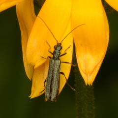 Oedemera lurida